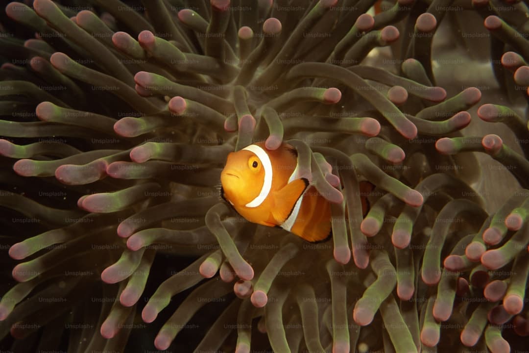 漳浦开渔 千帆竞发赴蓝海